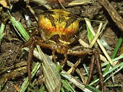 Ground Crab Spider